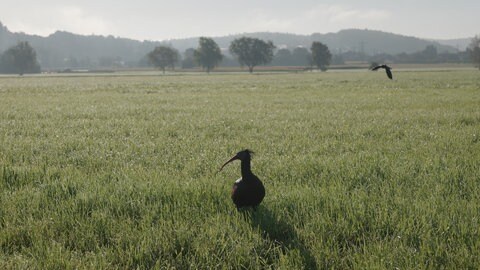 Ein Jungwaldrapp steht bei Heiligenberg auf einer Wiese.