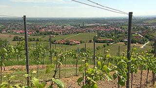 Ortstotale Bodenheim