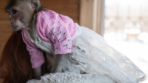 Das Bild zeigt ein Makake-Weibchen in einem weißen Kleid und rosa Strickjacke.