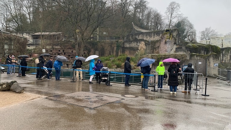 Eisbär-Baby für alle: Besucher im Zoo Karlsruhe dürfen nun den Eisbären sehen