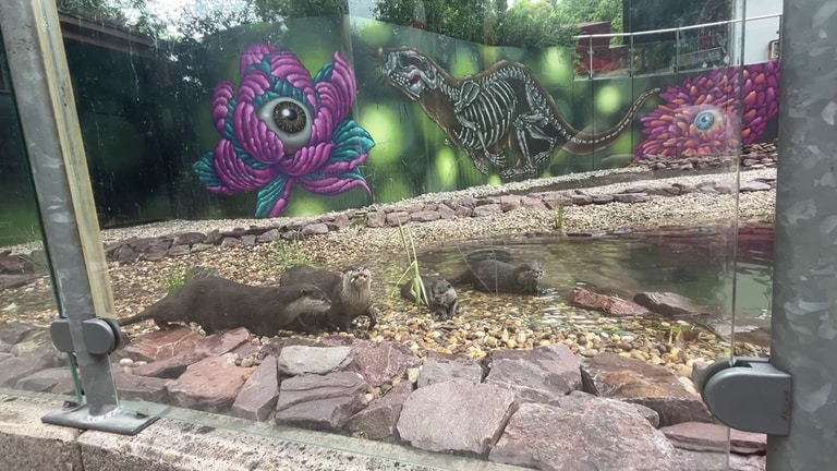 Die Otter aus dem Zoo Kaiserslautern spielen in ihrem neuen Gehege.
