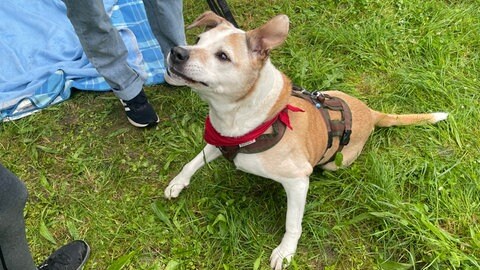 Hund Rugby auf einer Wiese in Stuttgart-Zuffenhausen.