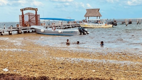 Jungen schwimmen in Puerto Morelos in Mexiko am Strand, der voller Algen ist. Ein gigantischer Algengürtel erstreckt sich von Cancún bis nach Afrika. Eine der Ursachen: der Klimawandel und die Abholzung am Amazonas.