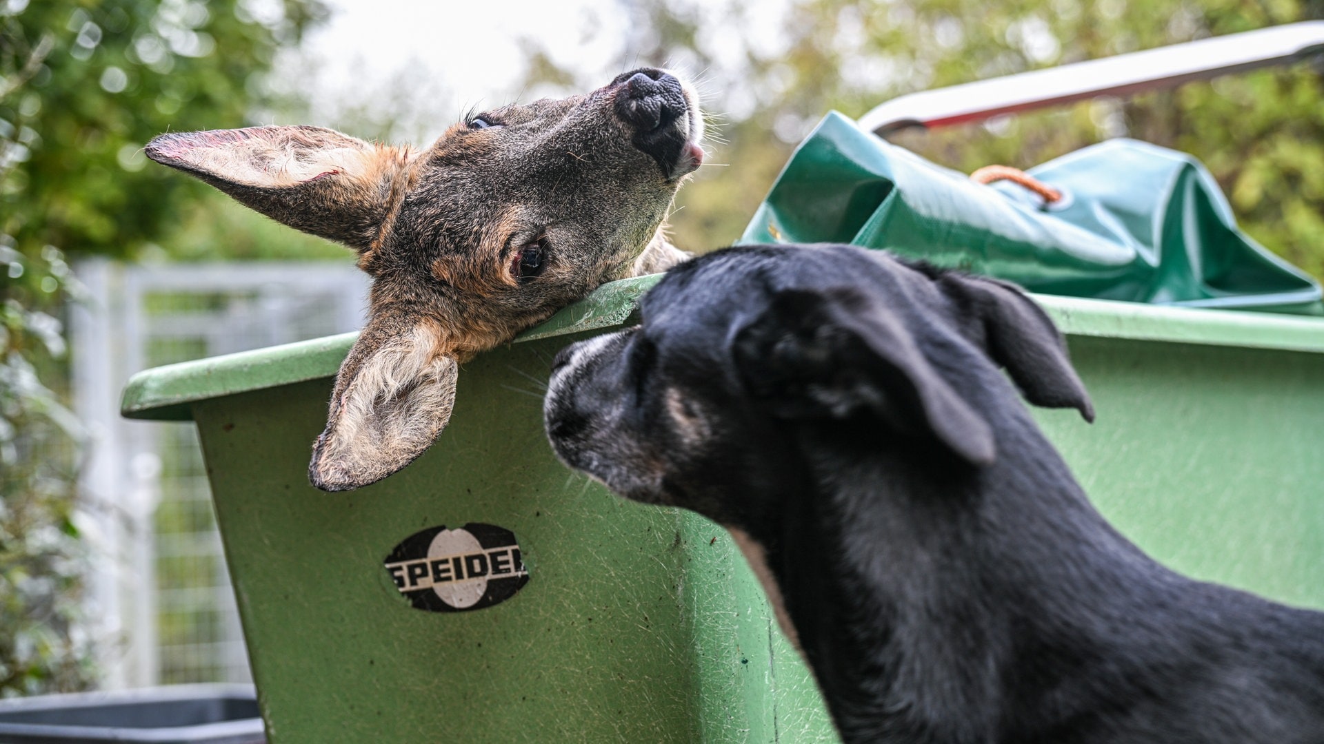 Tote Rehe als Hundefutter: Reutlinger Modell auch Vorbild für andere Tierheime?