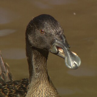 Ente Gabel schaut in die Kamera und zeigt ihren besonderen Schnabel.