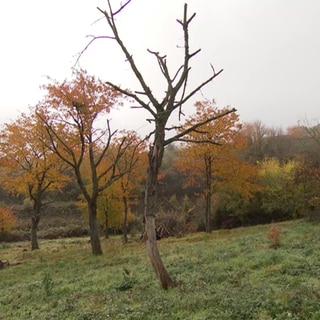 Herbstwiese