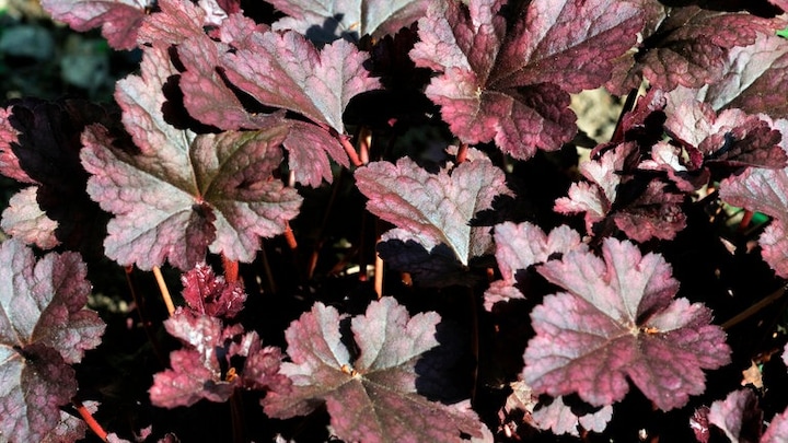 Schattenpflanze im Garten: Purpurglöckchen "Heuchera Chocolate Ruffles"