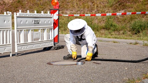 Hornissenfachberater Harald Wiedemann entfernt ein Nest der Asiatischen Hornisse aus einem Abwasserschacht. Er trägt einen Schutzanzug.