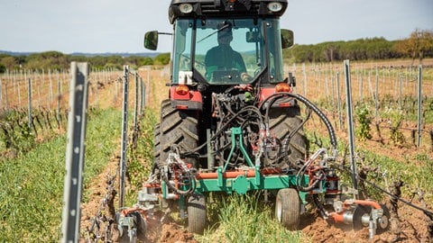 Eine Maschine von Clemens Technologies im Einsatz zwischen Rebreihen: Die Geräte aus Wittlich sind auf Weinbergen weltweit im Einsatz.