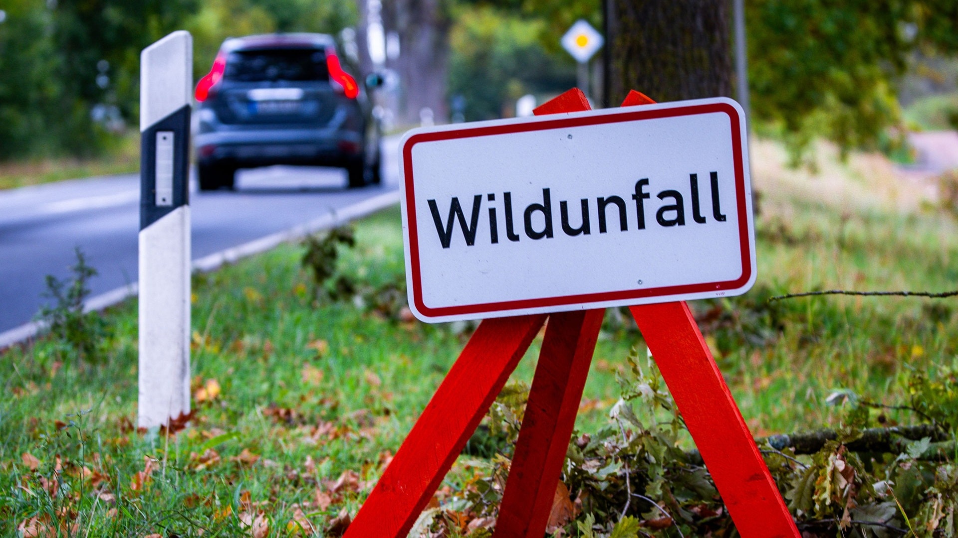Risiko steigt nach Zeitumstellung: Wie man Wildunfälle vermeidet
