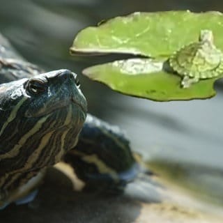 Wie Schildkröte Zelda an ihren Nachwuchs kam, bleibt ihr Geheimnis.