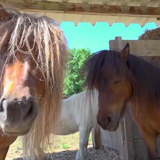 Ponys