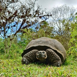 Galapagos-Riesenschildkröte (Chelonoidis niger) in Puerto Ayoro auf Santa Cruz Island, Galapagos. Viele der über 4.500 einheimischen Arten leben nur in diesem einzigartigen Ökosystem der Galapagos-Inseln. Daher wurde ein Schutzkorridor geschaffen – der zweitgrößte der Welt: von Galapagos bis nach Costa Rica. 