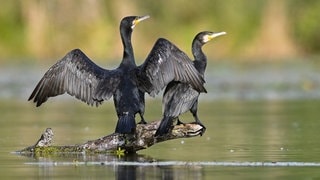 Die am Bodensee vergrämten Kormorane trocknen ihr Gefieder. Nächstes Jahr sollen die Eier mit Öl besprüht werden. 