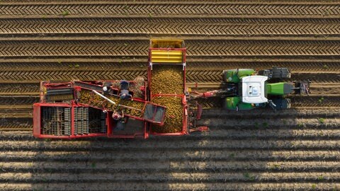 Kartoffelernte mit Traktor und Roder auf einem Feld (Symbolbild): Die Schilf-Glasflügelzikade gefährdet den Ertrag von immer mehr Landwirten in der Pfalz
