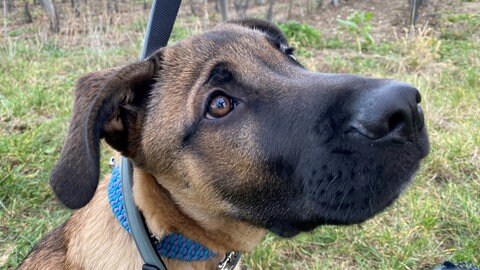 Archie, einer von Miras Welpen | Kangal-Hündin Mira und ihre Welpen haben ein neues Leben