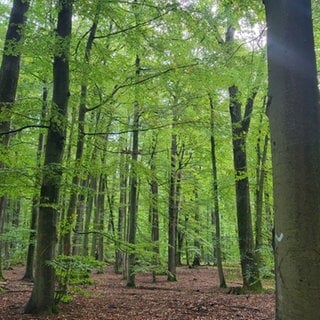 Der Eichenwald "Kranzeichen" in Kaiserslautern