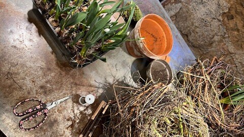 Nest aus Winterblühern