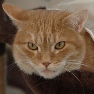 Verschwundene Kater Boncuk schaut in die Kamera.