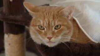 Verschwundene Kater Boncuk schaut in die Kamera.