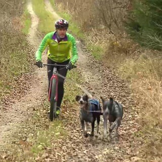 Dogscooter: Der rasante Sport mit Schlittenhunden