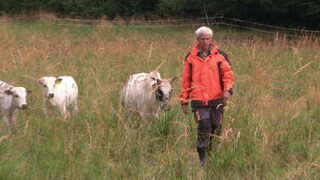 Jörg Hoffmann aus Blaubeuren geht mit seiner Zebu-Herde über die Wiese.