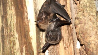 Eine Fledermaus-Mutter der Art Sackflügelfledermaus mit ihrem Jungtier
