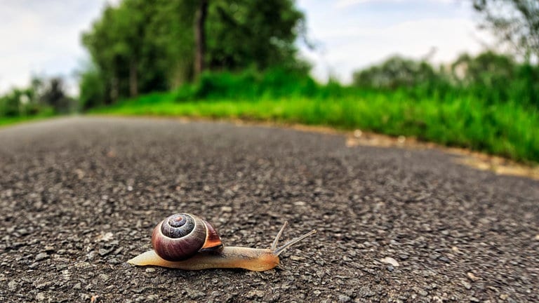 Schnirkelschnecke kriecht über Asphalt, Weg, Symbolbild Langsamkeit.