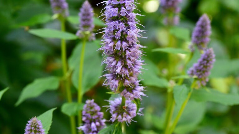 Agastache