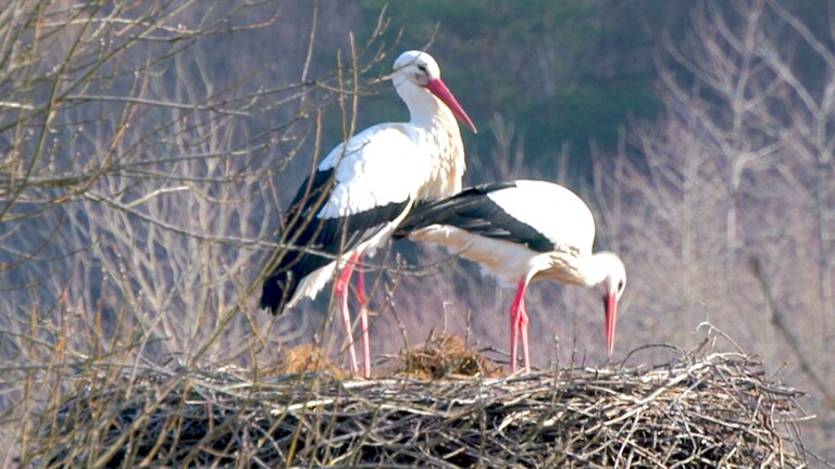 Störche in Nest