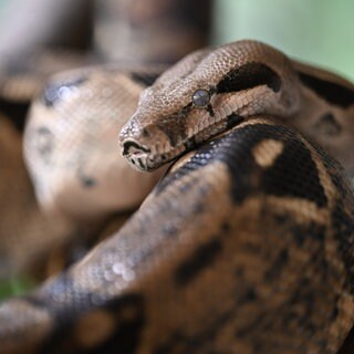 Eine Boa constrictor liegt auf einem Ast. Zwei Exemplare sind in Gottmadingen im Kreis Konstanz aufgetaucht.