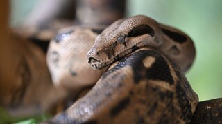 Eine Boa constrictor liegt auf einem Ast. Zwei Exemplare sind in Gottmadingen im Kreis Konstanz aufgetaucht.