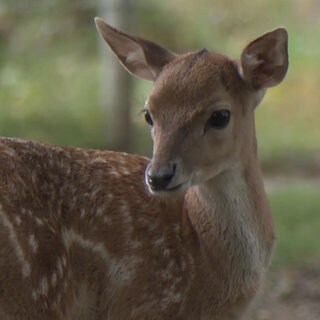Das Hirsch-Kalb Bambi in der Stuttgarter Wilhelma