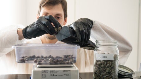 Ein Mitarbeiter verpackt Cannabis-Blüten und wiegt diese vorher ab.
