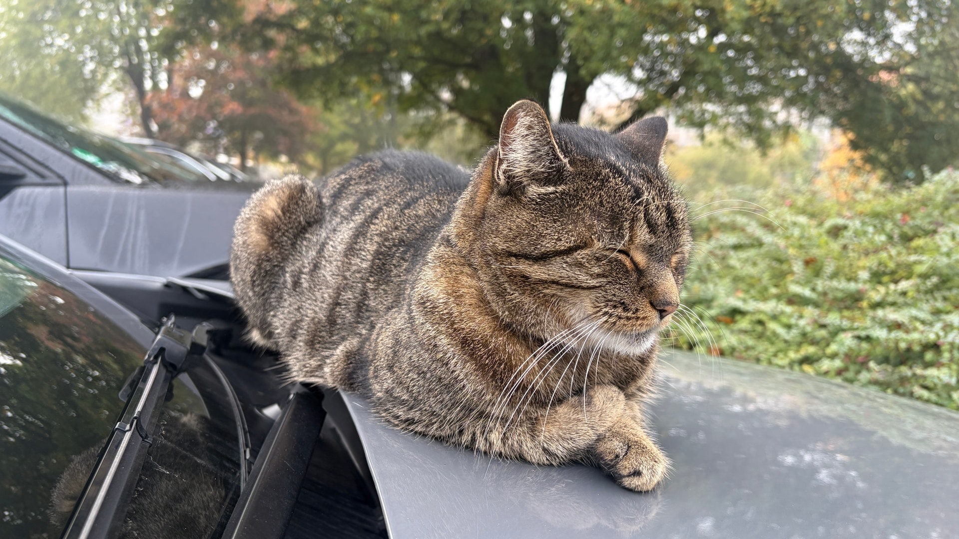 Hochschulkatze Fräulein Luise: Vom Streuner zum Campus-Liebling in Weingarten