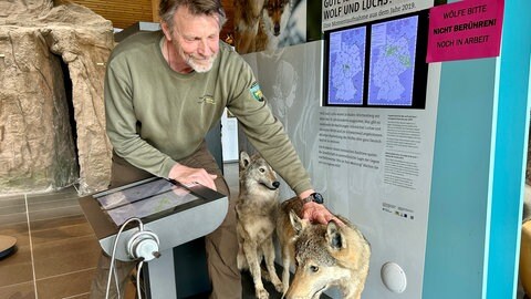 Hubertus Ulsamer, der stellvertretende Leiter des Hauses der Natur auf dem Feldberg, berührt mit seiner Hand einen ausgestopften Wolf. 