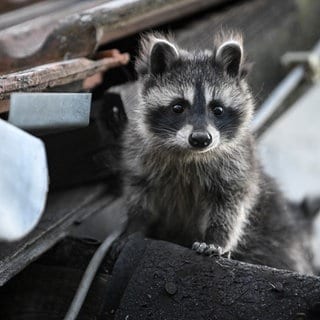 ein junger Waschbär auf einem Hausdach (Archivbild)