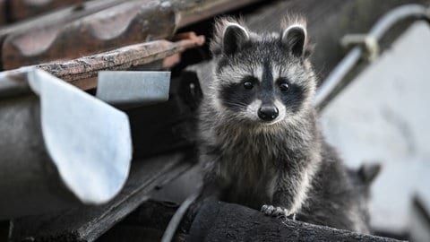 ein junger Waschbär auf einem Hausdach (Archivbild)