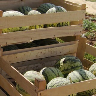 Melonen