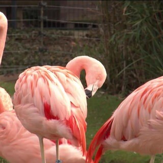 Flamingos