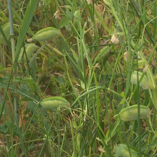 Platterbsenpflanzen auf einem Feld. 