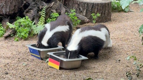 Stinktiere im Zoo Heidelberg