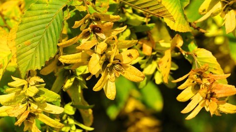 Die Fruchtstände der gemeinen Hainbuche im Garten. 