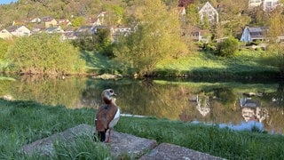 Eine Nilgans am Neckar in der Nähe des Tübinger Freibads.