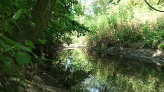 Bach mit niedrigen Wasserstand