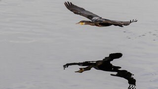 Weniger Kormorane werden am Bodensee gesichtet (Archivbild)