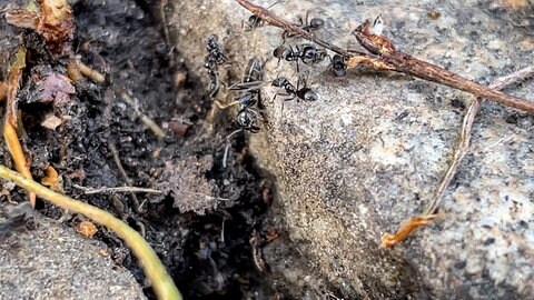 Invasive Ameisen Tapinoma magnum im Beethovenweg in Tübingen.