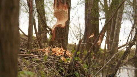 Ein vom Biber angenagter Baum in Sanduhr-Form.