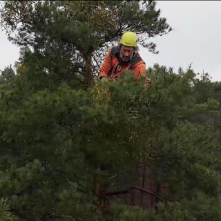 Ein Mann arbeitet in einer Baumkrone