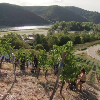 Weinernte